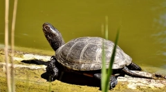 Turtle european de mlaștină: descrierea și stilul de viață