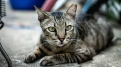 Pisica europeană de scurtă durată