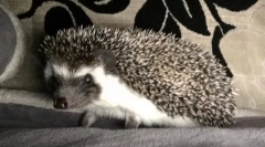 Hezhi: o descriere în care vieți, habitat, stil de viață