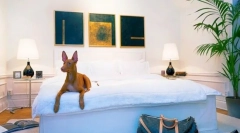 Pharaoh dog: câine energic pentru vânătoare și devotat de casă preferat