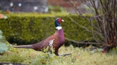 Pheasanov. Familie de păsări