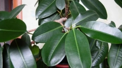 Ficus frecare (elastic)