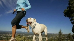 Încărcături fizice pentru câini