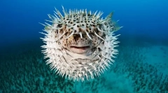 Formează forma de pește