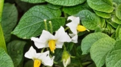 Forky - imunomodulator cu efect antiviral