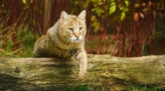 Fotografie de pisici de stuf: totul despre rasă, caracter, conținut