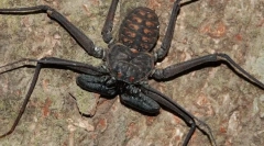 Frins: păianjeni sau scorpioni?