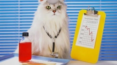 Frontline pentru pisici: totul despre căpușe și purici