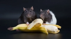 Fructe, legume și fructe de padure pentru șobolani, pe care le puteți da și pe care nu o puteți face