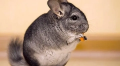 Fructe, legume și fructe de padure pentru chinchilla