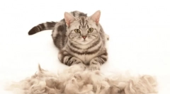 Furitor de pisici: un obiect gadget indispensabil pentru măcinare și îngrijire la domiciliu