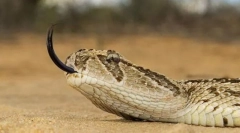 Waxing wilderness african