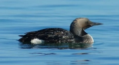 Gagara negru european