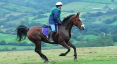 Galop și tranziții de la o allyura la alta