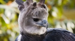 Garpia america de sud