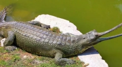 Gavial gangsky