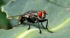 Unde și cum zboară de muște?