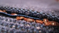 Unde bug-urile se ascund de obicei în apartament?