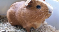 Unde este patria porcului guineei?