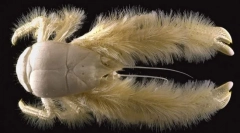 Unde există un crab păros?