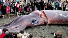 Unde sunt spuitele gigantice?