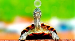 Unde trăiesc țestoasele, mediul și habitatul