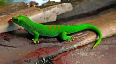 Gecko (foto): șopârlă cu abilități fantastice