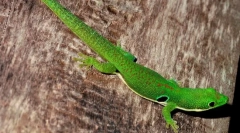 Gecko