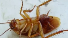 Geluri și capcane dohlox de la gandaci