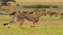 Cheetah: fapte interesante despre prădătorul rapid rapid