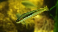 Hermaphroditismul printre pești