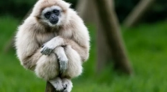 Gibbon belorussian