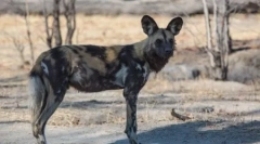 Câine în formă de hyeno sau câine sălbatic african (25 de fotografii)