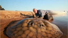 Giant river monstri (20 de fotografii)