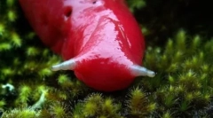 Giant pink muntele slug caputar (5 fotografii)