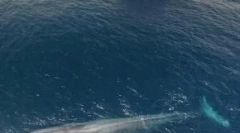 Animale gigantice, cauze ale dispariției lor