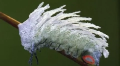 Giants în lumea noastră - animale familiare și insecte dimensiuni neobișnuite