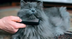 Proceduri de igienă a pisicilor