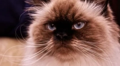 Himalayan cat: rasa, nu locuiesc niciodată în munți