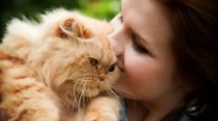 Hypoallergenic cat breeds: selecția animalelor de companie și regulile de conținut
