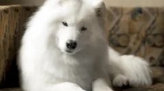 Hypoallergenic rase de câini - top 10 cu fotografii