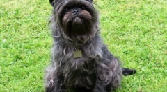 Rasele hipoalergene de câini