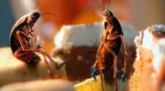 Prize de gandaci: cautare si distrugere