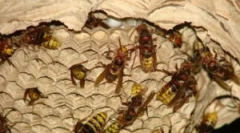 Soclul caii și modalitățile de distrugere