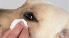 Pompa în ochii câinelui - cauze și modalități de îndepărtare