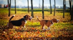 Câine câine: selecția de rasă