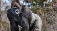 Gorilă miniere estică