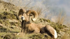 Rambii de munte și caprine
