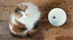 Pisici uscate gata pentru pisici: caracteristici și soiuri