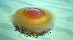 Graceful și periculos: 10 cele mai frumoase meduze din lume